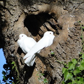 Doves Autumn 2011 (19)